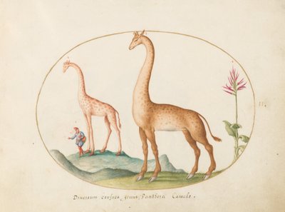 Tavola 2: Due Giraffe con un Assistente da Joris Hoefnagel