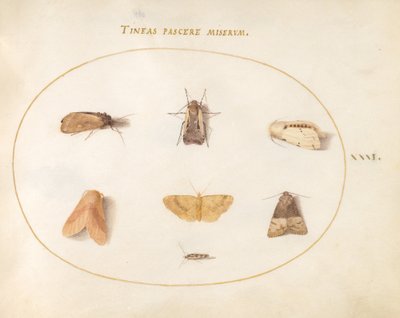Tavola 31: Sette falene da Joris Hoefnagel