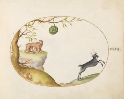 Una "Simivulpa" (opossum?) e uno stambecco da Joris Hoefnagel