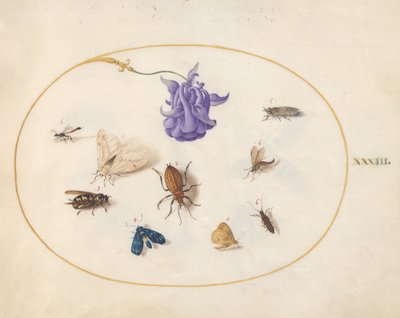 Falena e Farfalla con altri Insetti e un Fiore di Aquilegia da Joris Hoefnagel