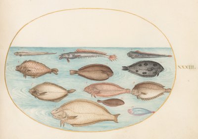 Piatto 33: Sogliola e altri pesci piatti con pesce nastro (?) da Joris Hoefnagel