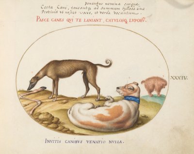 Tavola 34: Tre cani, incluso un "Mimick" da Joris Hoefnagel
