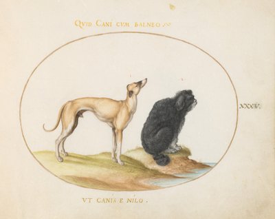 Tavola 35: Un Segugio e un Spaniel d