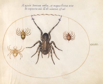 Tavola 35: Un ragno lupo(?) e altri tre ragni da Joris Hoefnagel