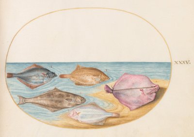 Tavola 35: i lati inferiori di rombi(?) e di altri pesci piatti da Joris Hoefnagel