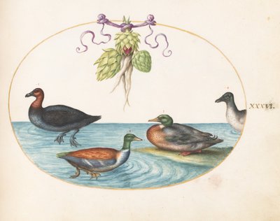  da Joris Hoefnagel