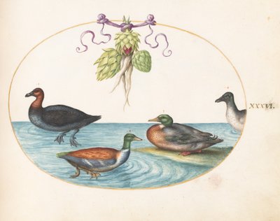 Tavola 36: Smergo dal petto rosso, mestolone e altri due uccelli acquatici con carciofi da Joris Hoefnagel