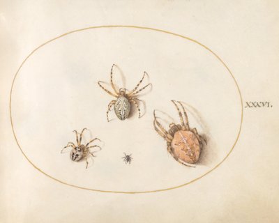 Piatto 36: Tre grandi ragni e un piccolo ragno da Joris Hoefnagel