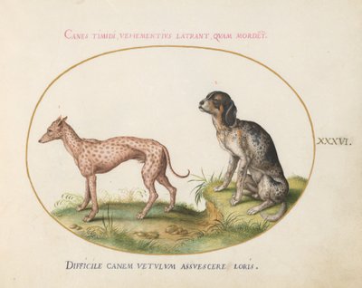 Tavola 36: Due Cani Maculati da Joris Hoefnagel