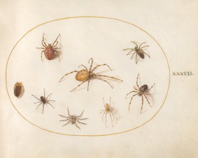 Tavola 37: Sette ragni e un insetto da Joris Hoefnagel