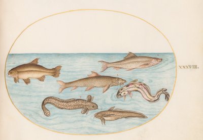 Tavola 38: Burbot, Rockling e Altri Pesci da Joris Hoefnagel