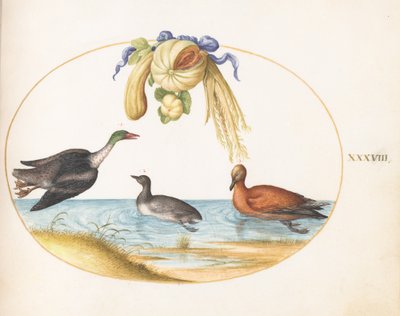Tavola 38: Smergo con Altri Due Uccelli Acquatici e una Ghirlanda di Meloni e Zucche da Joris Hoefnagel
