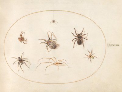 Tavola 38: Sette ragni da Joris Hoefnagel