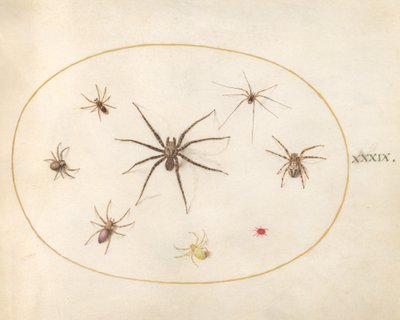 Piatto 39: Otto ragni da Joris Hoefnagel