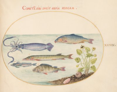 Tavola 39: Calamaro, gallinella, luccio e altri pesci da Joris Hoefnagel