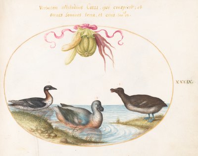 Tavola 39: Tre Uccelli Acquatici, Uno con Piedi Blu, Sotto una Ghirlanda di Prodotti da Joris Hoefnagel