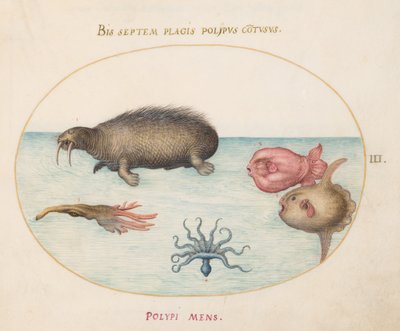 Tavola 3: Un Tricheco, un Polpo a Nove Zampe e un Pesce Luna da Joris Hoefnagel