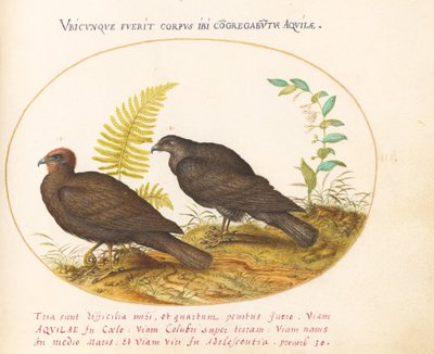 Tavola 3: Due falchi da Joris Hoefnagel