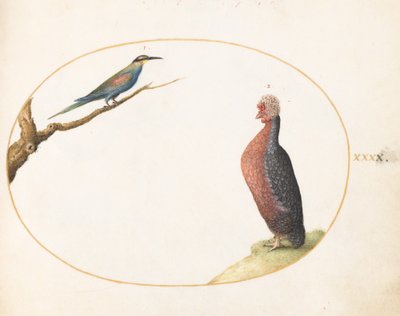Tavola 40: Gruccione europeo e pollo esotico da Joris Hoefnagel