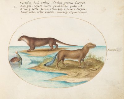 Piatto 40: Due lontre e un castoro da Joris Hoefnagel