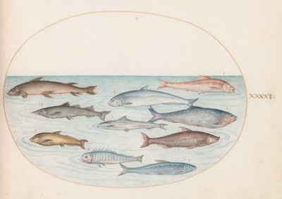 Tavola 41: Coregoni(?) e altri pesci da Joris Hoefnagel