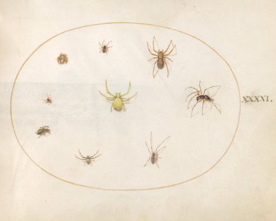 Piastra 41: Ragno giallo circondato da otto ragni da Joris Hoefnagel