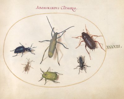 Tavola 43: Un longicorno dorato(?), scarabeo di Tansy(?), scarafaggio, cimice fogliare e altri insetti da Joris Hoefnagel