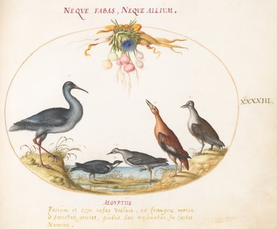 Tavola 43: Piovanelli e altri uccelli di riva che ammirano una ghirlanda di fiori da Joris Hoefnagel