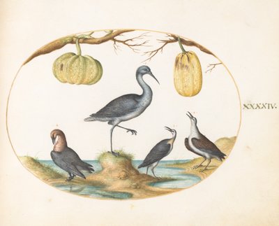 Tavola 44: Pettegola(?) e piovanelli con due zucche da Joris Hoefnagel