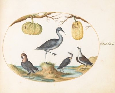  da Joris Hoefnagel