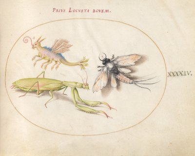Tavola 44: Mantide e Effimera con un Insetto Immaginario da Joris Hoefnagel