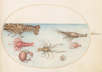 Tavola 45: Aragosta, Squilla Mantis e altri crostacei da Joris Hoefnagel