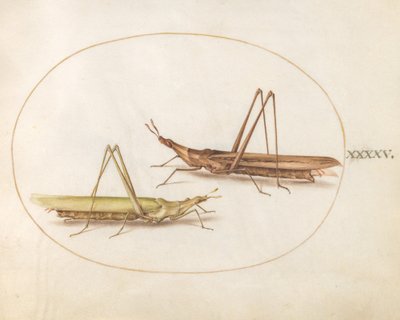 Tavola 45: Due cavallette dalla testa lunga(?) da Joris Hoefnagel