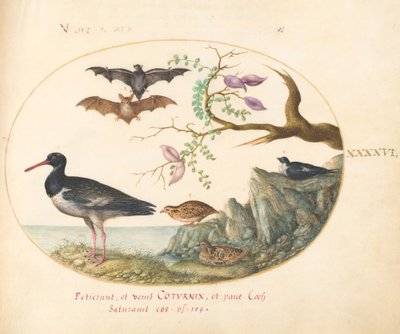 Tavola 46: Pipistrelli, quaglie e ostrichiere(?) vicino all