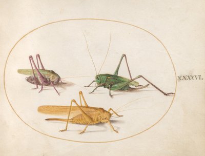 Tavola 46: Tre cavallette da Joris Hoefnagel