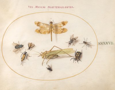 Piastra 47: Una libellula, una cavalletta, mosche domestiche, un coleottero necroforo, un coleottero fiore e altri insetti da Joris Hoefnagel