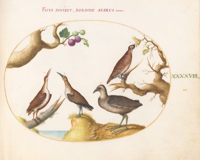Tavola 48: Gallo cedrone, rallo e chiurlo con nocciole e fichi da Joris Hoefnagel