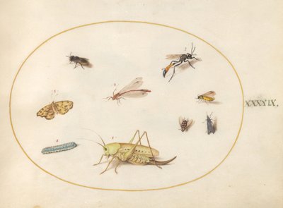 Piastra 49: Una cavalletta, un bruco, una farfalla, una falena e altri insetti da Joris Hoefnagel
