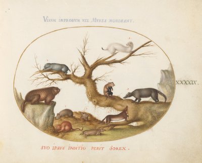 Tavola 49: Marmotta, criceti, ratto, topo di campagna, toporagno e un coatimundi da Joris Hoefnagel
