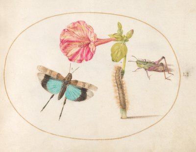 Tavola 51: Cavallette e un bruco con un fiore delle quattro da Joris Hoefnagel