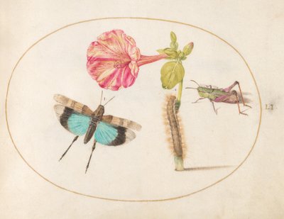 Tavola 51: Cavallette e un bruco con un fiore di bella di notte da Joris Hoefnagel