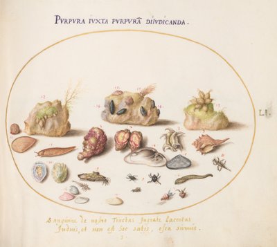 Tavola 51: Molluschi Murex, conchiglie, granchi eremiti, una lumaca, insetti e altra vita marina da Joris Hoefnagel