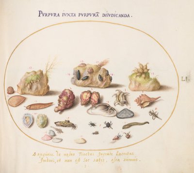 Tavola 51: molluschi murici, conchiglie, paguri, una limaccia, insetti e altra vita marina da Joris Hoefnagel