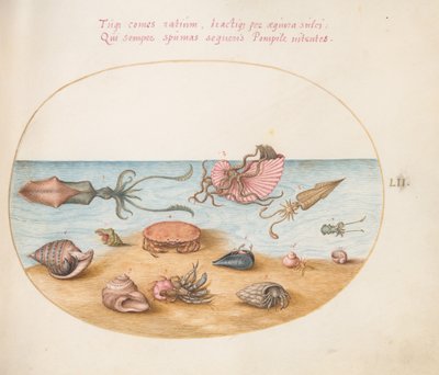 Tavola 52: Un Argonauta, Calamaro, Granchi Eremiti, Conchiglie e un Granchio da Joris Hoefnagel