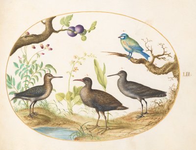 Tavola 52: Cinciarella con Tre Uccelli Acquatici e un Fico da Joris Hoefnagel