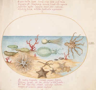 Tavola 53: Cetrioli di Mare, Corallo, Polpo, Stella Marina, Calamaro e Altri Animali Marini da Joris Hoefnagel