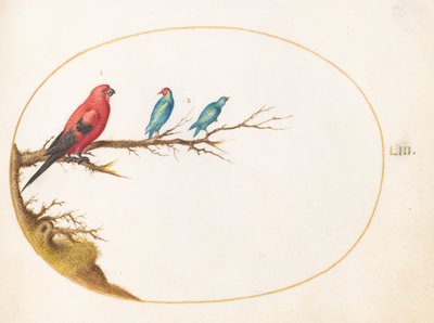 Piatto 53: Tre uccelli dai colori vivaci da Joris Hoefnagel