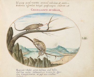 Tavola 53: Due Camaleonti sopra San Sebastián, Spagna da Joris Hoefnagel