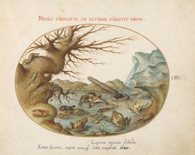 Tavola 54: Rane in un Paesaggio da Joris Hoefnagel