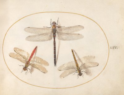 Tavola 54: Libellula pelosa e due darters da Joris Hoefnagel